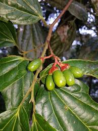 Image result for Ocotea