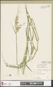 Image result for Rhipidoglossum bilobatum