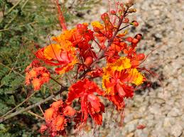 Image result for Caesalpinia