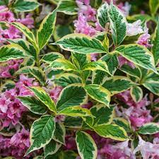 Spring Hill Nurseries 4 In Pot Pink Splash Weigela Flowering Shrub Pink Live Deciduouse Plant 1 Pack 74183 The Home Depot Spring Hill Nursery Butterfly Garden Plants Flowering Shrubs