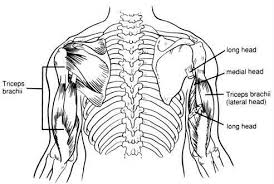 Exercise Of The Week Flat Barbell Bench Press