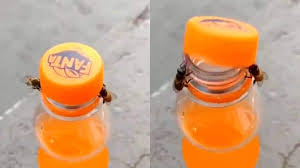 How to open a bottle with a lighter. Un Bee Lievable And Fanta Stic Two Bees Work In Tandem To Open Soda Bottle Internet Goes Crazy Newsboys24
