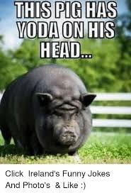 This Pig Has Moda On His Head Click Ireland S Funny Jokes And Photo S Like Funny Jokes Meme On Me Me Funny Pigs Pig Memes Funny Photos