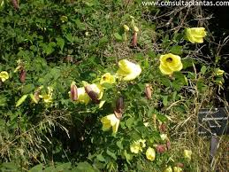 Image result for Bauhinia tomentosa