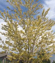 Image result for iron deficiency in trees