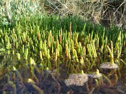 Image result for Sarcocornia perennis