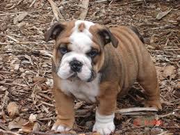 Dapat dikatakan bahwa ras anjing yang satu ini merupakan keturunan dari jenis anjing molossians inggris. English Bulldog Puppy Facebook Fan Photos From Cmts Pick A Puppy Cute Little Animals Cute Bulldogs Bulldog Puppies