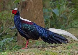 Libutron Swinhoe S Pheasant Lophura Swinhoii This Spectacular Bird Is A Male Swinhoe S Pheasant Lophura Swinhoii Galliformes Animals Pet Birds Pheasant