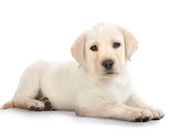 Download Png Image Dog Png Image Golden Retriever Puppy Retriever Puppy Animals