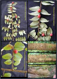 Image result for Embelia