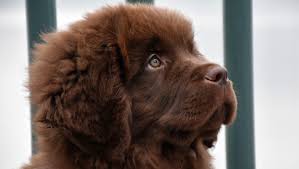 Maybe you would like to learn more about one of these? Newfoundland Dog Breed Information Purina
