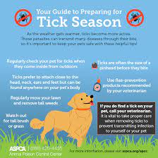 Your Guide To Preparing For Flea And Tick Season Aspca