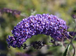 Image result for Komule empire blue