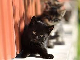 Die katzen waren nicht auf den kalten boden,der boden war angenehm warm!leider hatten von 5kitten nur zwei. Zehn Schwarze Katzenbabys Zum Verlieben