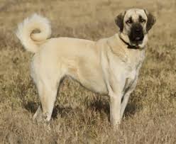 Pin On Dogs