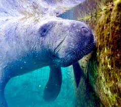 There are four species of manatee that live in the fresh and marine water of western coast of africa, eastern coasts of south america, southern united states. The Emancipation Of Manny T The Emaciated Manatee Nrdc