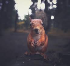 A man on a mission. Animal Photography By Konsta Punkka Theinspiration Com
