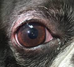 Unfortunately, cataract surgery for dogs isn't exactly cheap. Dog Cataract Surgery Animal Eye Clinic