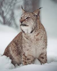 Male lynxes from siberia, where the species reaches the largest body size, can weigh up to 38 kg (84 lb) or reportedly even 45 kg (99 lb). Species Spotlight Lynx Alaska Wildlife Alliance Awa