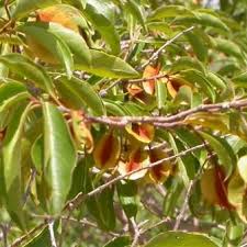 Image result for Combretum mkuzense