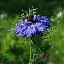 Love In A Mist Ragged Lady Flower Seeds Price 1 95
