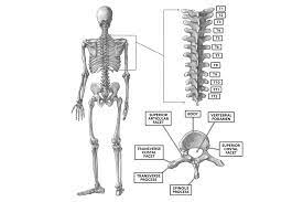 Vertebrae are the 33 individual, interlocking bones that form the spinal column. Crossfit The Thoracic Vertebrae