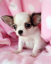 Ready To Fly Chihuahua Puppies Teacup Puppies Cute Dogs