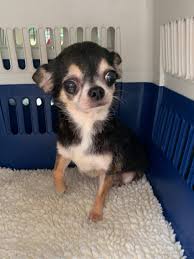 Maybe you would like to learn more about one of these? Adopted For The Love Of Poodles Rescue Of Richmond Va Facebook
