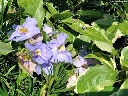 Image result for Thunbergia graminifolia