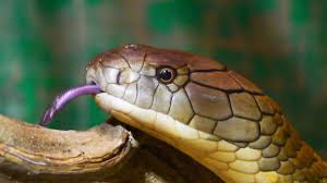 Wallis and futuna western sahara yemen zambia zimbabwe. Top 50 Amazing Sahara Desert Animals Owlcation