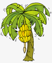 First, you can sketch a few curved lines to create a basic template that will be used to adjust all proportions and help us draw a nice and realistic illustration. Banana Tree Cartoon Png Png Image Transparent Png Free Download On Seekpng