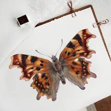 Image result for Polygonia c-album