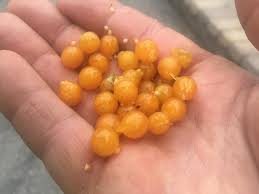Image result for Solanum villosum