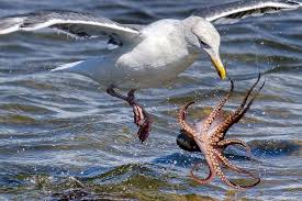 Jun 24, 2021 · it's a bird. Seagull And Octopus Stage Epic Fight As Bird Makes A Meal Of Catching Eight Legged Creature World News Mirror Online
