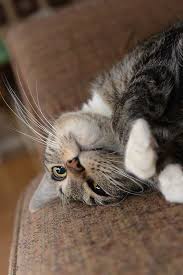 Handsome Cat Http Sulia Com Channel Cats F Db91eec2 026d 41c6 87bc B0eb439a1688 Pinner 57242641