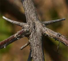 Image result for Combretum mossambicense