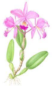 Cattleya Trianae Tattoo Top Cattleya Trianae Tattoo Images For Flower Art Watercolor Flowers Paintings Flower Art Painting