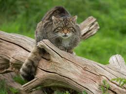 Various services offered including parentage testing, coat colour testing, genetic health testing and more. Science News In Brief A Test For Scottish Wildcats To A Discovery Of A Tiny Ape The Independent The Independent