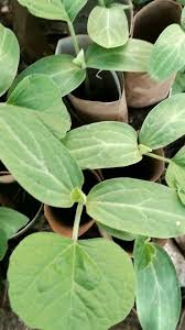 Los mates porongos están listos para pasar a tierra y levantarse en altura!  Ideales para hacer sombra, crecen muy rápido. , Podés venir al cultivo,  estamos en Salsipuedes, escribimos y coordinamos la ...