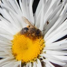 We did not find results for: Why Do Bees Like Daisies Which Daisies For Pollinators