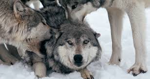 Let's take a look at all mw has released about their latest. Omega Mac115 Living With Wolves