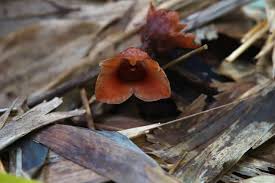 Image result for Gastrodia ballii