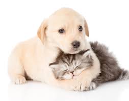 A kitten is a young cat. Puppy Kitten Care In Mauston Wi Mauston Pet Hospital