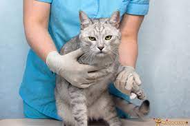 kedi kisirlastirma guncel fiyatlari 2021 miyavliyo