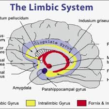 Das gehirn (encephalon) ist die steuerzentrale unseres körpers. Dopamine Da Involvement With Ventral Tegmental Area Vta In Download Scientific Diagram