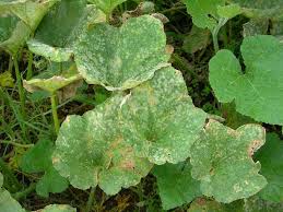 What Causes Powdery Mildew On Plants Growerexperts Com