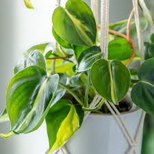 Image result for Philodendron
