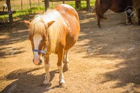 Take a look as some of the adorable horses currently listed for sale on our site. Cute Miniature Horse Or Pony In The Farm Cute Little Pony Miniature Horses Are Friendly And Interact Well With People Stock Photo Picture And Royalty Free Image Image 93799960