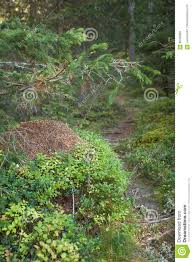 Sur mon balcon j'ai une plante d'intérieur que j'ai récupéré d'un ami. Grande Fourmiliere A L Interieur D Une Foret Aucune Personnes Autour Image Stock Image Du Saisonnier Environnement 82439661