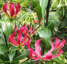Image result for Gloriosa